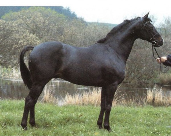 stallion Cassis xx (Thoroughbred, 1982, from Athenagoras xx)