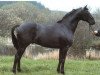 stallion Cassis xx (Thoroughbred, 1982, from Athenagoras xx)