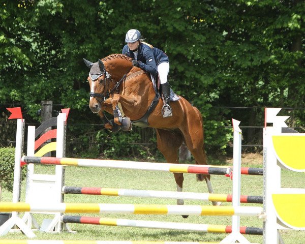 jumper Grace Kelly 105 (Oldenburg show jumper, 2004, from Griseldi)