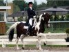 stallion Sammartini (KWPN (Royal Dutch Sporthorse), 1993, from Samber)