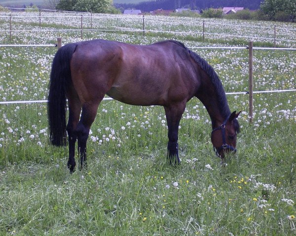 horse Fergie (Westphalian, 1992, from Faschingsprinz)