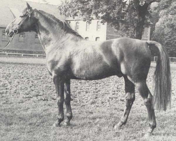 stallion Absolut (Hanoverian, 1972, from Absatz)