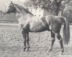 Deckhengst Absolut (Hannoveraner, 1972, von Absatz)