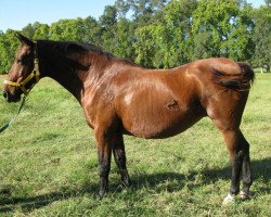 broodmare Lorraine Z (Hanoverian, 1989, from Leuthen I)