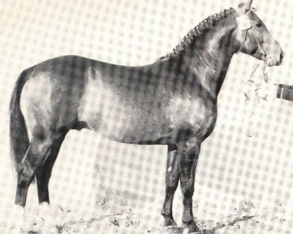 stallion Fidux (Westphalian, 1968, from Filter)