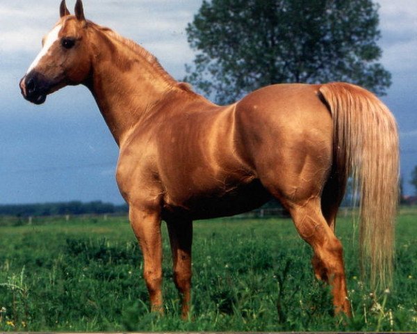 stallion Burbon (Great Poland (wielkopolska), 1983, from Alkazar)