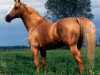 stallion Burbon (Great Poland (wielkopolska), 1983, from Alkazar)