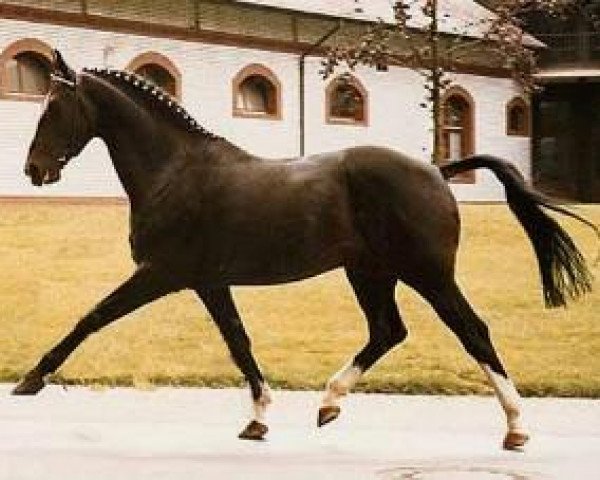 stallion Pik Bube II (Hanoverian, 1975, from Pik Koenig)
