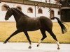 stallion Pik Bube II (Hanoverian, 1975, from Pik Koenig)