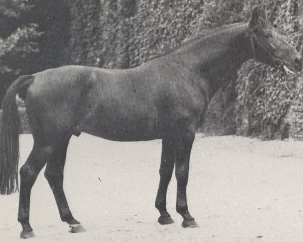 stallion Dante (Westphalian, 1965, from Durchlaucht)