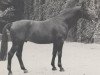 stallion Dante (Westphalian, 1965, from Durchlaucht)