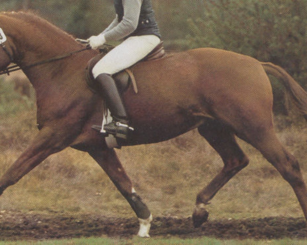stallion Ariston (Hanoverian, 1986, from Akzent I)