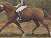 stallion Ariston (Hanoverian, 1986, from Akzent I)