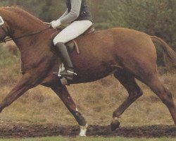 stallion Ariston (Hanoverian, 1986, from Akzent I)