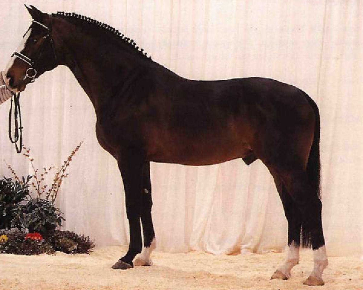 Deckhengst Raffaelli Z (Hannoveraner, 1987, von Rebel Z I)