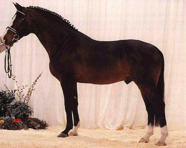 stallion Raffaelli Z (Hanoverian, 1987, from Rebel Z I)