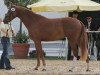 broodmare Fiorenza 5 (Hanoverian, 2008, from First Dance)