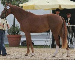 broodmare Fiorenza 5 (Hanoverian, 2008, from First Dance)