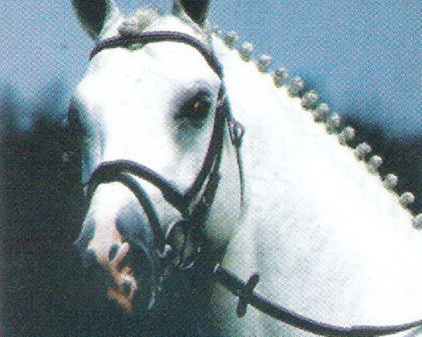 stallion Gera (Hanoverian, 1984, from Geronimo)