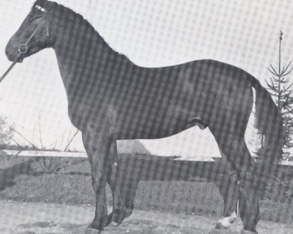 Deckhengst Alcala (Holsteiner, 1962, von Aldato)
