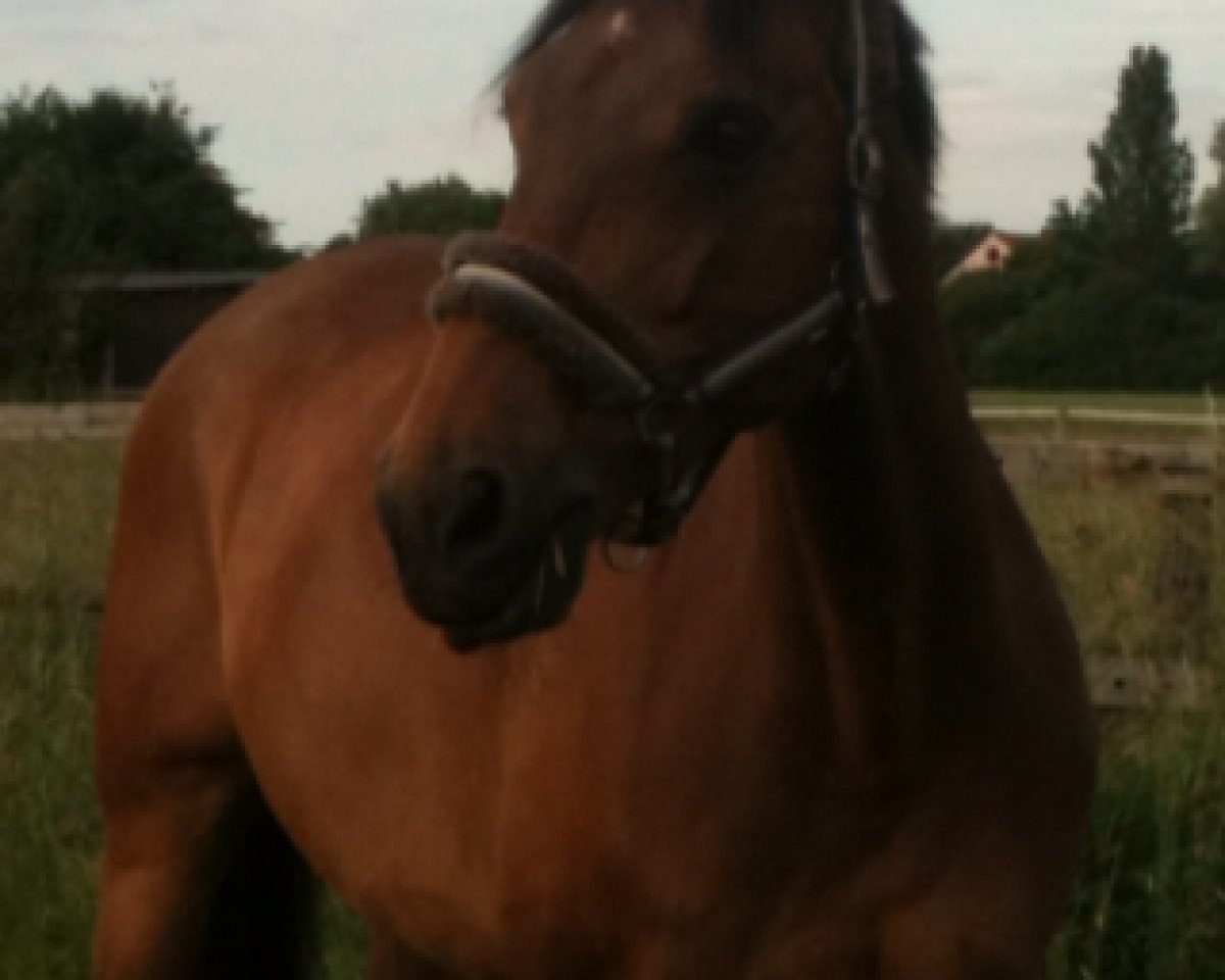 horse Fighting Franky (Holsteiner, 1999, from Feenspross xx)