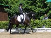 dressage horse Pjero H (German Riding Pony, 2003, from FS Pour l'Amour)