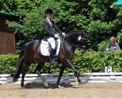 dressage horse Pjero H (German Riding Pony, 2003, from FS Pour l'Amour)