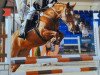 Springpferd Gomez (Deutsches Reitpony, 2003, von FS Golden Highlight)