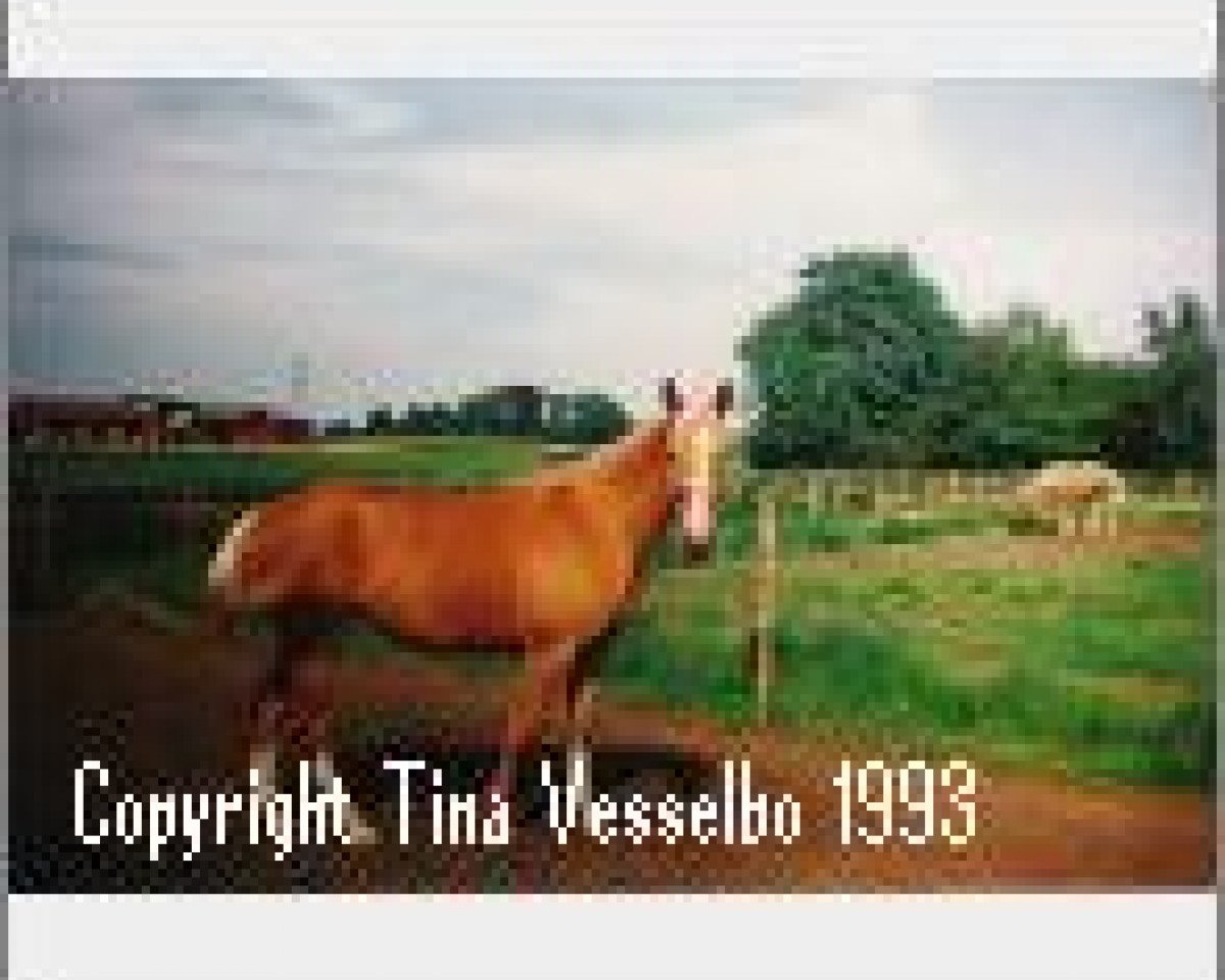 broodmare Golden's Dancing Queen (Danish Warmblood, 1990, from Golden Benjamin)