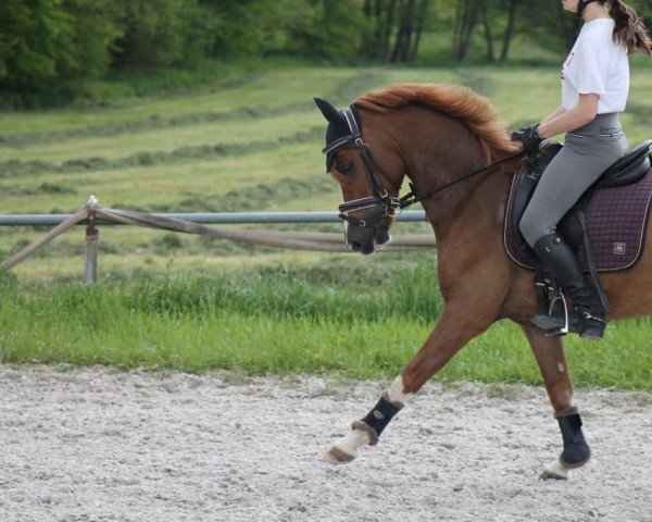 jumper Caruso 607 (German Riding Pony, 2015, from Captain Meyer WE)