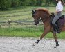 jumper Caruso 607 (German Riding Pony, 2015, from Captain Meyer WE)