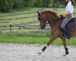 Springpferd Caruso 607 (Deutsches Reitpony, 2015, von Captain Meyer WE)