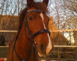 jumper Luna (German Riding Pony, 2000)