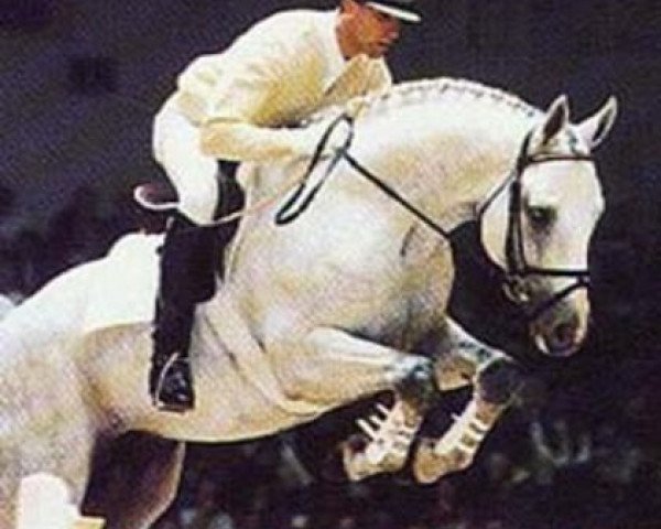 horse Foxhunter (Hanoverian, 1987, from Watzmann)