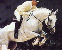 stallion Foxhunter (Hanoverian, 1987, from Watzmann)