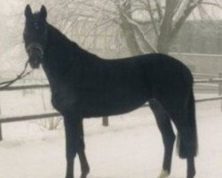 broodmare Carmelita (Hanoverian, 1991, from Calypso II)