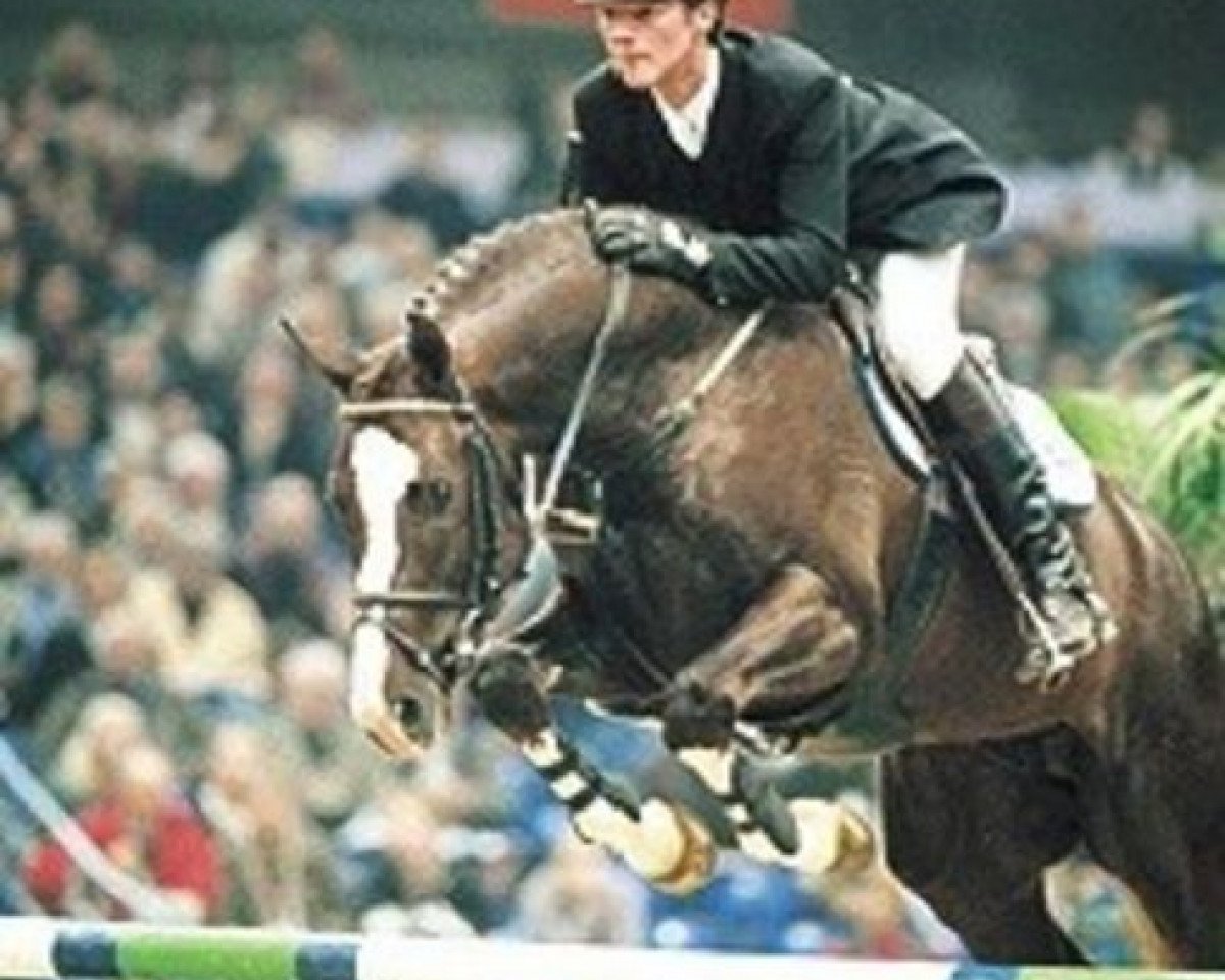 Deckhengst Oliver (KWPN (Niederländisches Warmblut), 1996, von Voltaire)