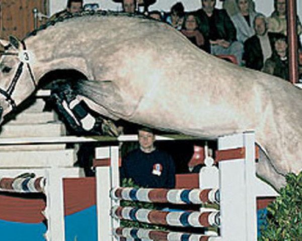 stallion Centus (Holsteiner, 2001, from Cento)