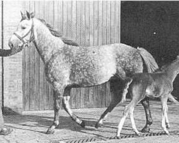 Zuchtstute Soraya (Koninklijk Warmbloed Paardenstamboek Nederland (KWPN), 1976, von Marco Polo)