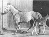 Zuchtstute Soraya (Koninklijk Warmbloed Paardenstamboek Nederland (KWPN), 1976, von Marco Polo)