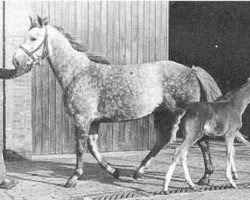 broodmare Soraya (KWPN (Royal Dutch Sporthorse), 1976, from Marco Polo)