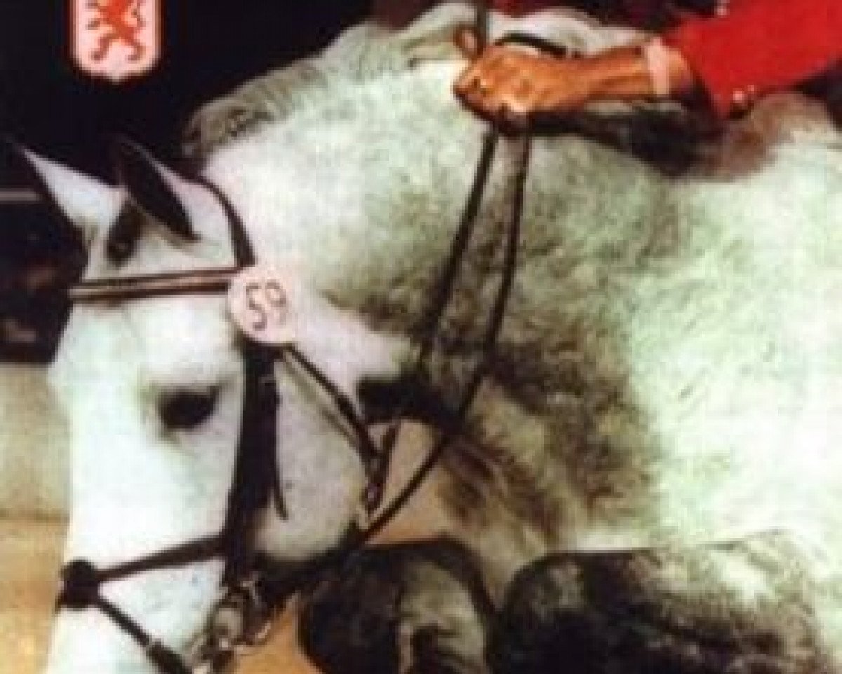 Deckhengst Zadok (KWPN (Niederländisches Warmblut), 1981, von Nimmerdor)