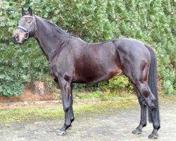 Deckhengst Stargate (Hessisches Warmblut, 1992, von Star Regent xx)