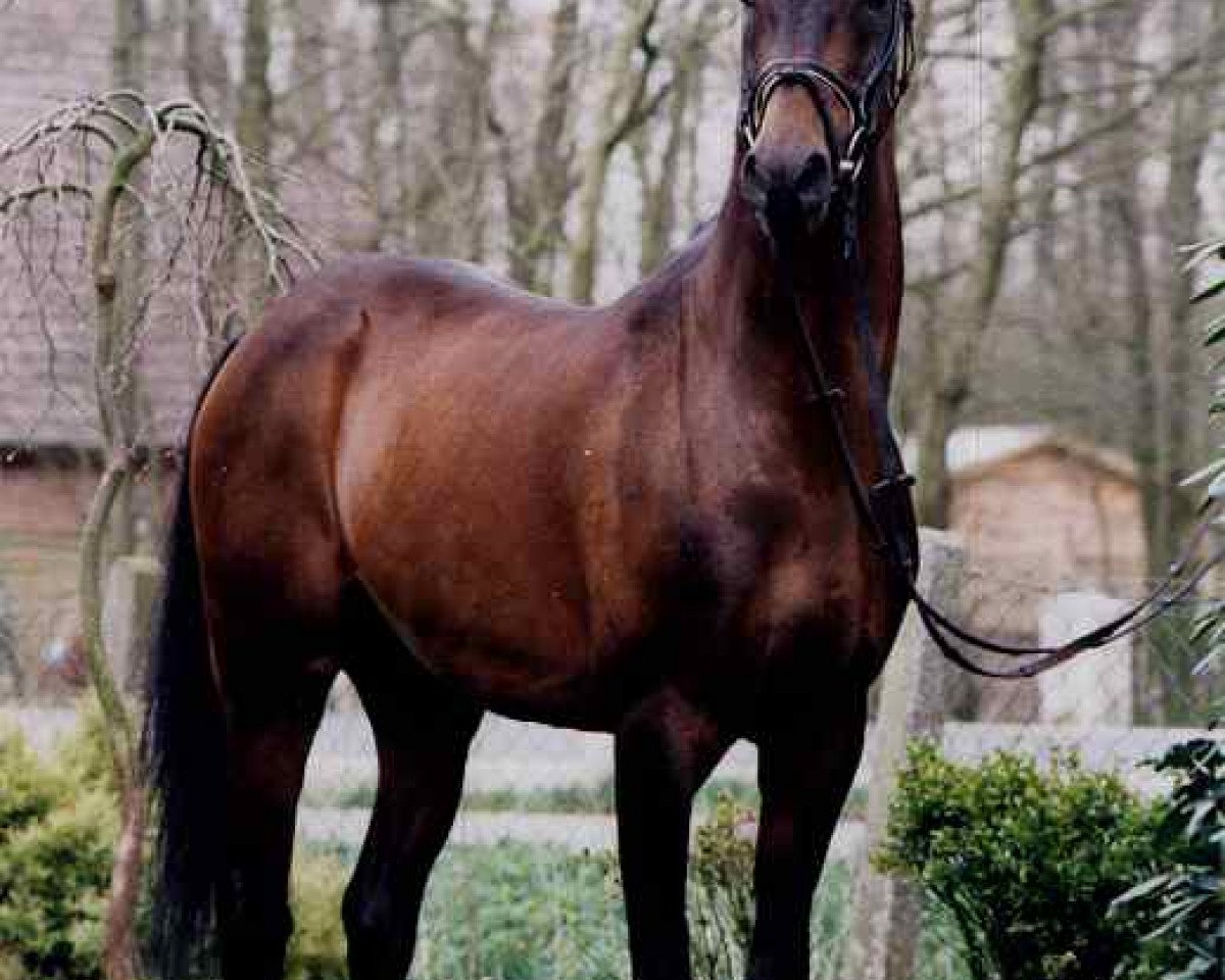 Deckhengst Magister (Arabisches Halbblut / Partbred, 1979, von Wingrove Minkino)