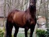 stallion Magister (Arab half breed / Partbred, 1979, from Wingrove Minkino)