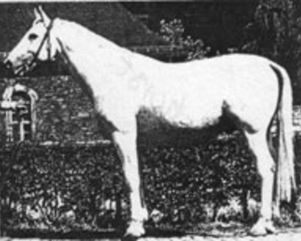stallion Adlerhorst (Hessian Warmblood, 1964, from Adlerblick)