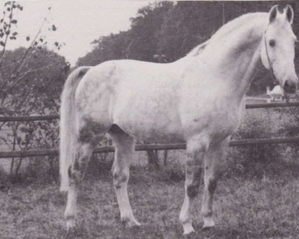 stallion Adlersturm (Hessian Warmblood, 1968, from Adlerhorst)