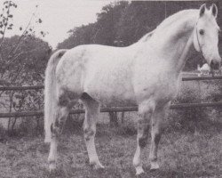 Deckhengst Adlersturm (Hessisches Warmblut, 1968, von Adlerhorst)