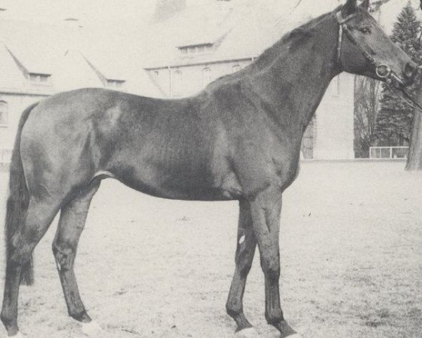 stallion Schützenkönig xx (Thoroughbred, 1966, from Chief xx)
