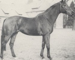 stallion Schützenkönig xx (Thoroughbred, 1966, from Chief xx)